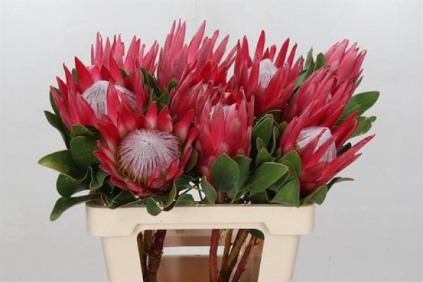 Vollsortiment Königsprotea - rosa